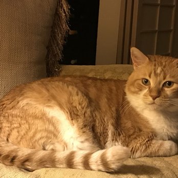 The Kitty Hotel - Riley Lea - Pet Boarding Near Me - Campbell, California The Kitty Hotel - Riley Lea - Pet Boarding Near Me - Campbell, California
