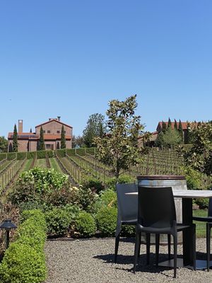 Alloro Vineyard by null