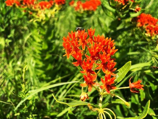 Joseph H. Williams Tallgrass Prairie Preserve by null