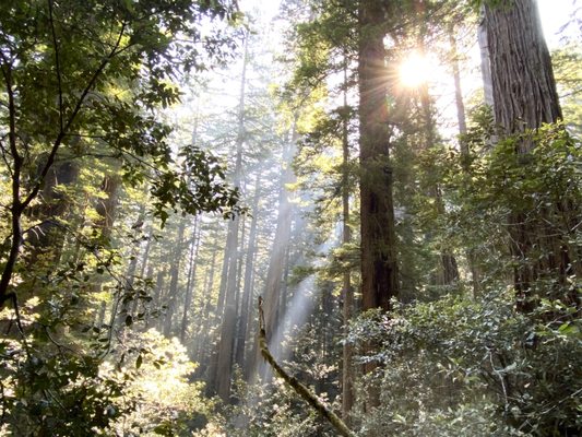 Lady Bird Johnson Grove Trail by null