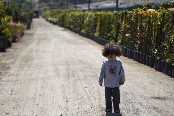 C & S Nursery by null