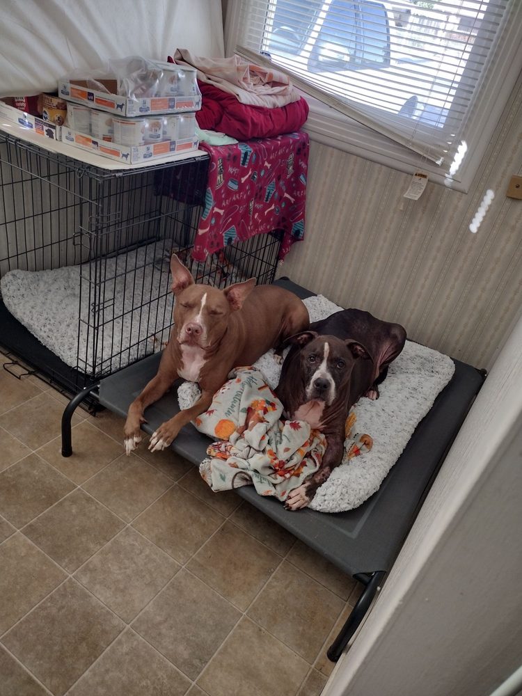 TOP DAWG PET GROOMING Updated September 2024 47 Photos & 17 Reviews