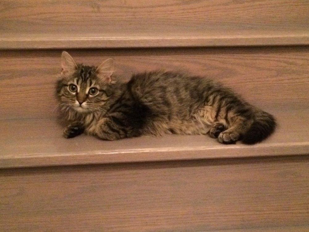 cat sitter etobicoke