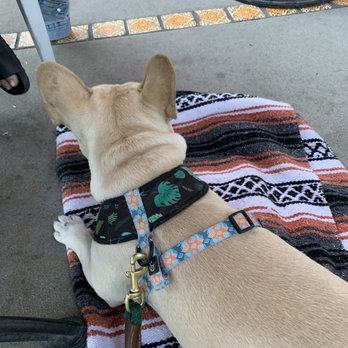 Bootlegger Tiki - Dog friendly patio - Tiki Bars Near Me - Palm Springs, California