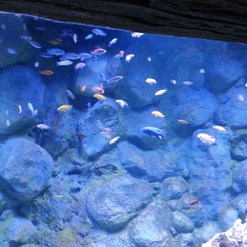 Via Aquarium - There are small fish. - Aquariums Near Me - Schenectady, New York Via Aquarium - There are small fish. - Aquariums Near Me - Schenectady, New York
