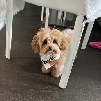 Pupculture - The little bandana!!! - Dog Walkers Near Me - Brooklyn, New York
