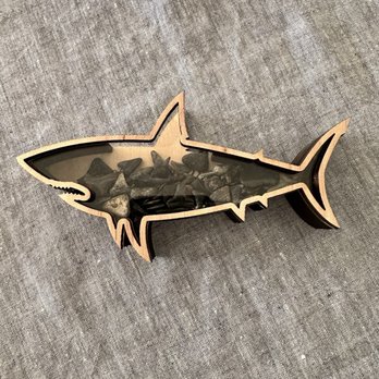 Shark Frenzy - Shark teeth collection - Souvenir Shops Near Me - Venice, Florida