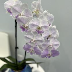 Blue Water Spa - Fresh orchids always
