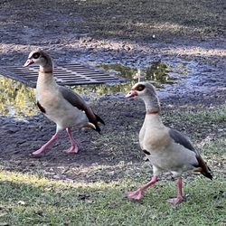 Houston West RV Park - Ducks
