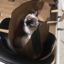 He's a playful one! He loves jumping into bags. So cute He's a playful one! He loves jumping into bags. So cute