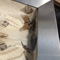 This was how it was delivered to me from France! All the poor butterflies broken apart and fell into one corner of the frame! - Several butterflies are inside a glass display case with a metal frame, arranged on a textured surface, with some wings overlapping.