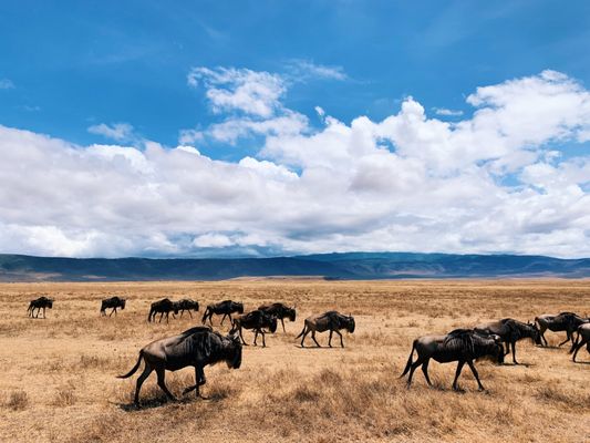 Africa Adventure Consultants by null