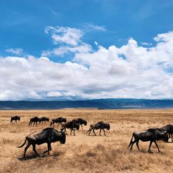 Africa Adventure Consultants