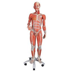 Medical Device Depot - 3B Scientific 3/4 Life-Size Dual Sex Human Muscle Model on Metal Stand, 45 Part Smart Anatomy