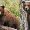 Anchorage Tours & Transfers gift card