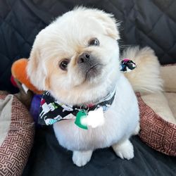 Modern Pet Salon - It's Felix after grooming!