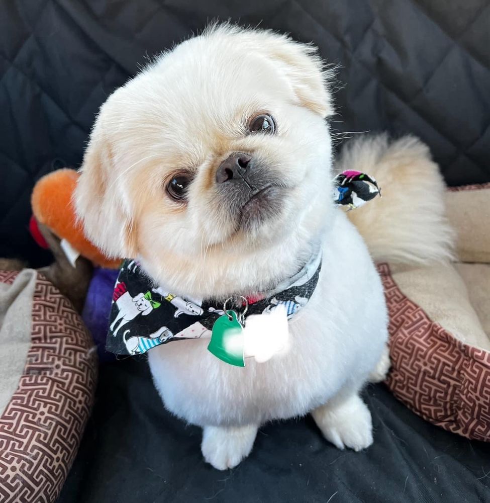 Modern Pet Salon - pet boarding facility in Weddington, NC