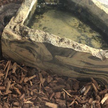 Pet Palace - Filthy water bowl in the BTS tank - Pet Stores Near Me - Covina, California