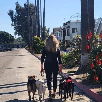Zenni Dogs - Pet Training Near Me