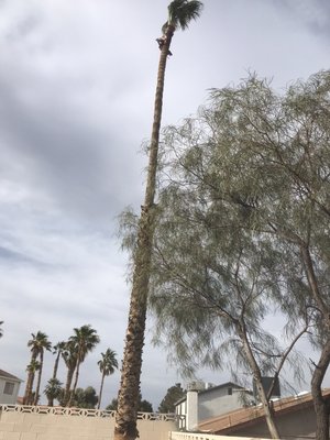 🚨 Emergency Tree Removal - Storm hit? Tree down? Don't wait — we respond fast. 🌩️ Our emergency tree removal team is ready around the clock to protect your home, your property, and your family. One call and we're on our way. No job too big, no hour too late. When it's urgent — we show up. ⚡ 🚨 Emergency Tree Removal - Storm hit? Tree down? Don't wait — we respond fast. 🌩️ Our emergency tree removal team is ready around the clock to protect your home, your property, and your family. One call and we're on our way. No job too big, no hour too late. When it's urgent — we show up. ⚡