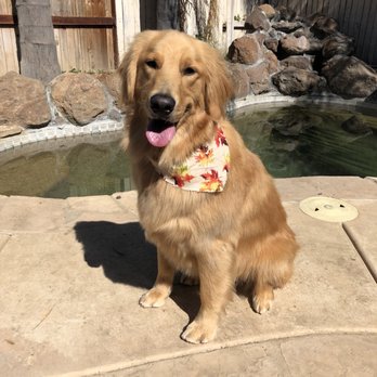 Purrfect Pets - Pet Groomers Near Me - Elk Grove, California Purrfect Pets - Pet Groomers Near Me - Elk Grove, California