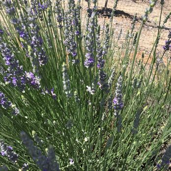 Frog Creek Farm Ojai - Pick Your Own Farms Near Me - Ojai, California