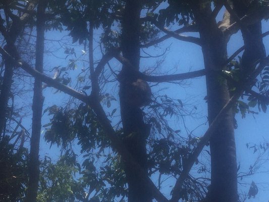 Noosa National Park by null