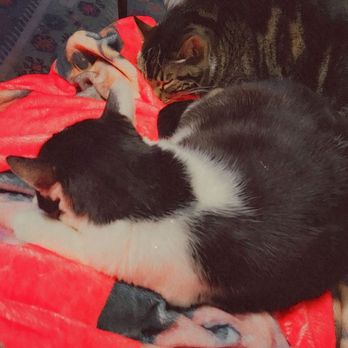 The Cat Doctor - Fatboy and Momma (& my face on a blanket lol) living their best lives after being treated by Dr.Kendra! They're actually brother and sister! - Veterinarians Near Me - Ventura, California The Cat Doctor - Fatboy and Momma (& my face on a blanket lol) living their best lives after being treated by Dr.Kendra! They're actually brother and sister! - Veterinarians Near Me - Ventura, California