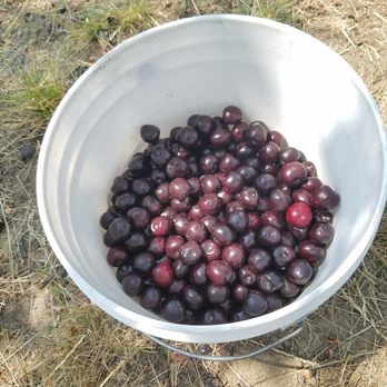 High Country Orchard - Yummm Bing Cherries - Gift Shops Near Me - Colbert, Washington