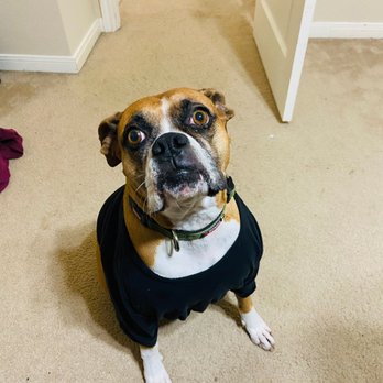 Pet Loss At Home - Home Euthanasia Vets - Livy - Veterinarians Near Me Pet Loss At Home - Home Euthanasia Vets - Livy - Veterinarians Near Me