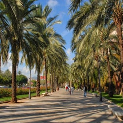 Hotel Ciutat Jardi - The Walk Along Palm Street To Shopping District