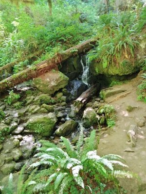 Redwood Adventures by null