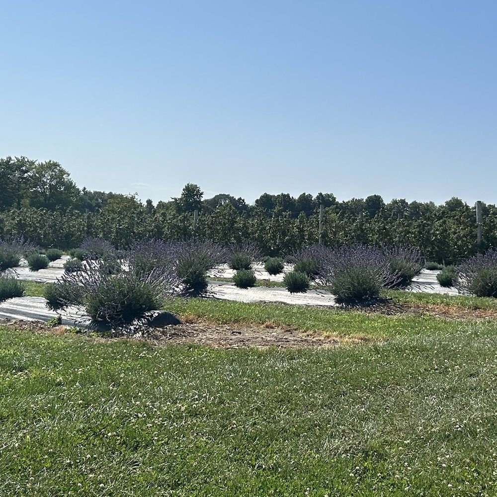 Lakeland Orchard - Farmland - Attraction Farms Near Me - Scott Township, Pennsylvania