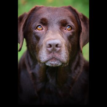 Bow Wow Dog Hiking - Pet Photography Near Me - Markham, Ontario Bow Wow Dog Hiking - Pet Photography Near Me - Markham, Ontario
