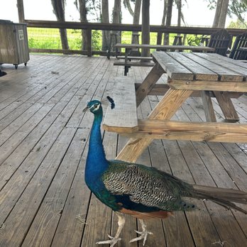 The Chomp House Grill - Visitor - Burgers Near Me - Kenansville, Florida