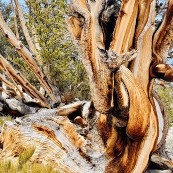 Ancient Bristlecone Pine Forest - Parks Near Me - Bishop, California Ancient Bristlecone Pine Forest - Parks Near Me - Bishop, California