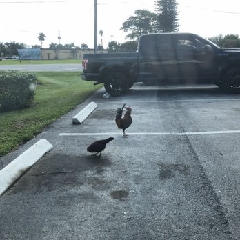 Dixie Fried Chicken - Chicken Shop Near Me - Belle Glade, Florida