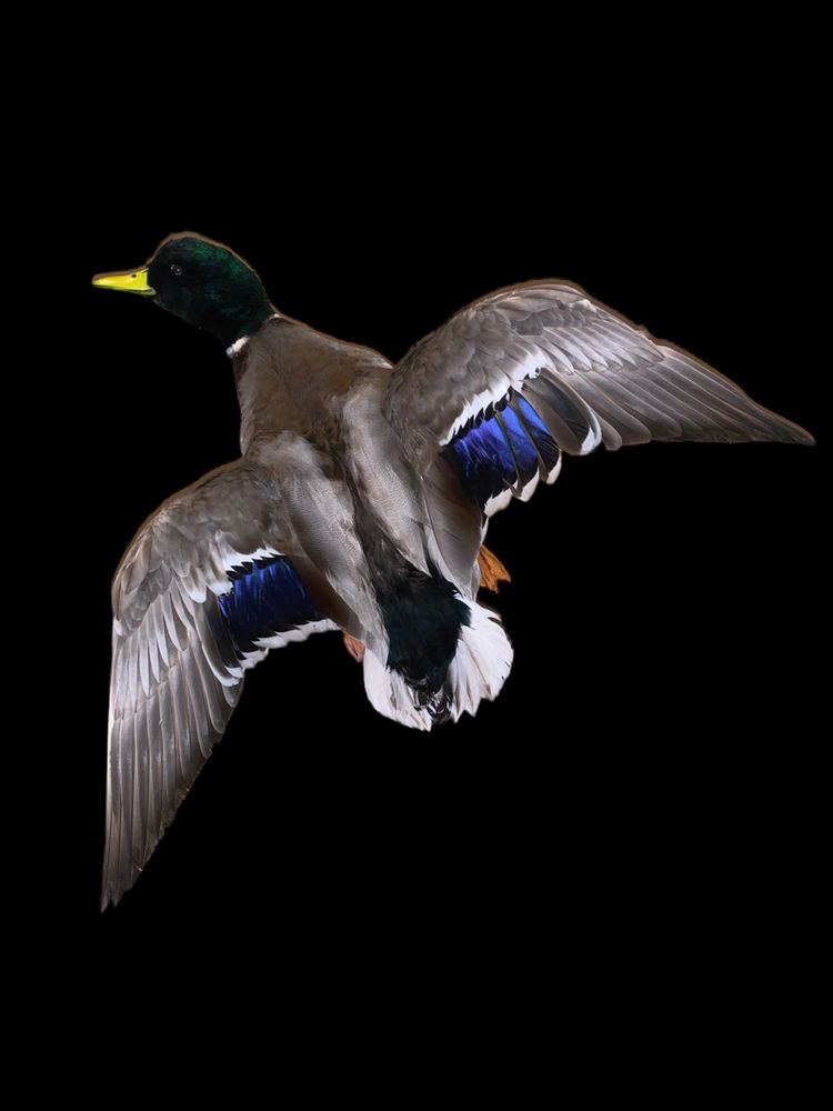 Hiwassee Taxidermy - taxidermy in Cleveland, TN