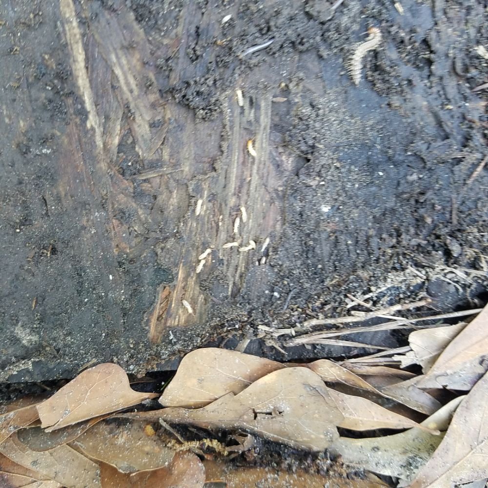 GREGORY PEST SOLUTIONS Updated October 2024 14 Photos Summerville, South Carolina Pest