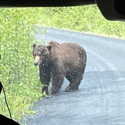 Brown Bear Lodge