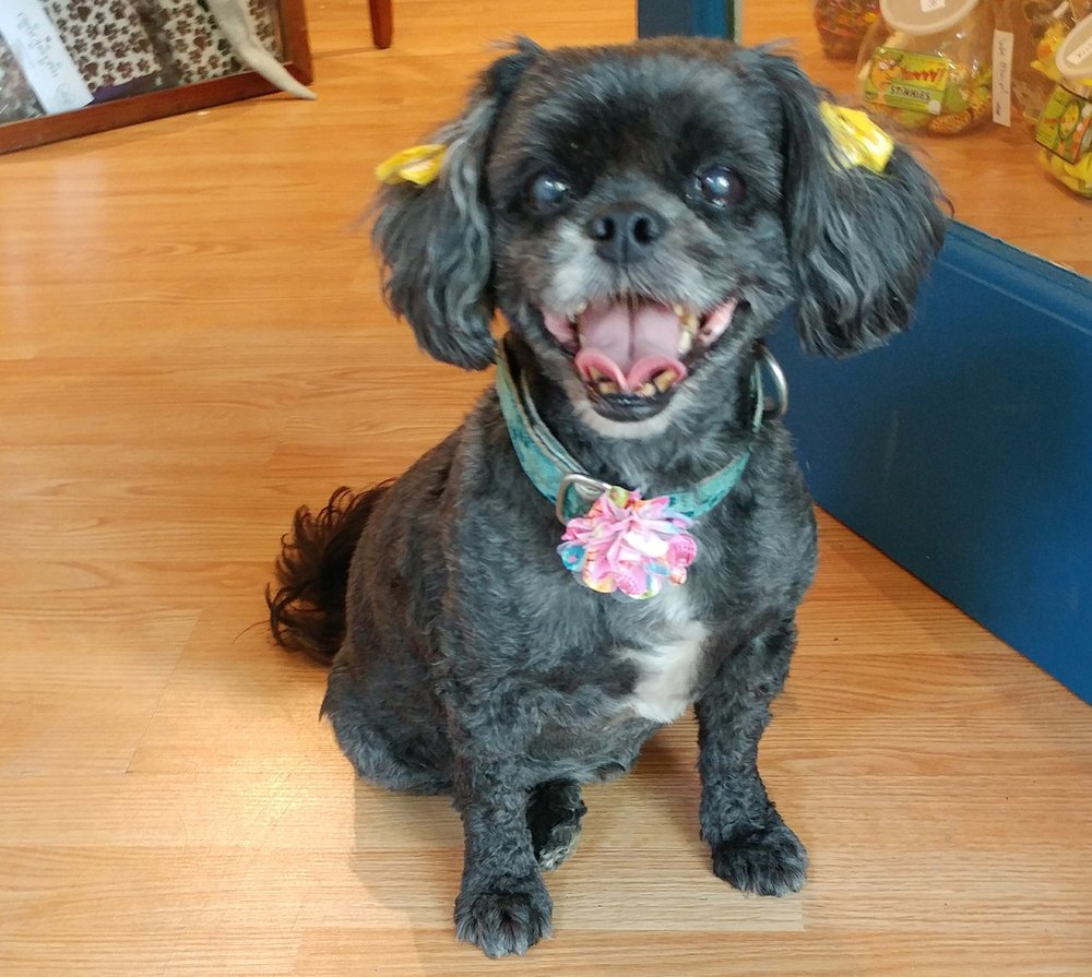 PAWPRINTS BOUTIQUE Updated June 2024 15 Photos 201 E Main St