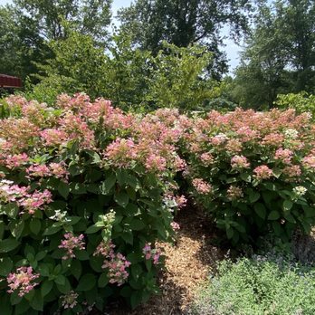 New Buffalo Welcome Center - Lacecap hydrangeas - Dog Parks Near Me - New Buffalo, Michigan New Buffalo Welcome Center - Lacecap hydrangeas - Dog Parks Near Me - New Buffalo, Michigan