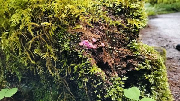 Hoh Rain Forest by null