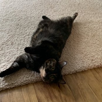 Austin Cat Sitters - Elara -- she NEVER rolls over for strangers so this was huge to see from her - Pet Sitting Near Me - Austin, Texas