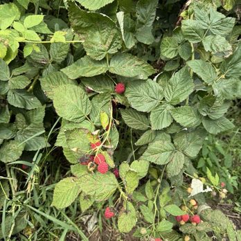Spencer Farm - You pick raspberries - Pick Your Own Farms Near Me - Noblesville, Indiana Spencer Farm - You pick raspberries - Pick Your Own Farms Near Me - Noblesville, Indiana