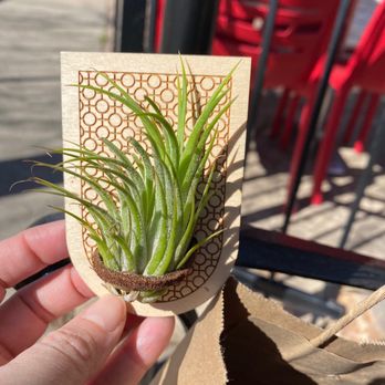 Ruby's Market - Magnetic carved wood with air plant - Specialty Food Near Me - Denver, Colorado Ruby's Market - Magnetic carved wood with air plant - Specialty Food Near Me - Denver, Colorado