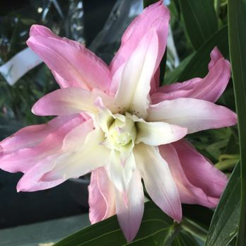 Bryan's Grocery - Ah-mazing lilies! - Grocery Near Me - San Francisco, California Bryan's Grocery - Ah-mazing lilies! - Grocery Near Me - San Francisco, California