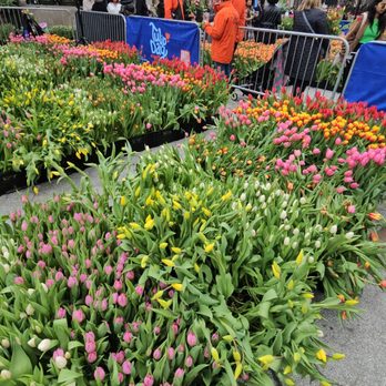 Tulip Day NYC - Festivals Near Me - New York, New York Tulip Day NYC - Festivals Near Me - New York, New York