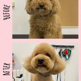 Pet Parlour - That's much better! - Pet Sitting Near Me - Vancouver, British Columbia