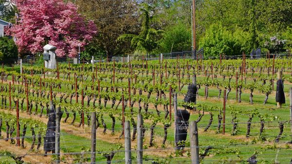 Bethany Vineyard & Winery by null